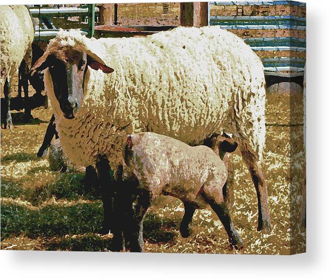 Sheep Canvas Print featuring the photograph Mother and Child IV by William Fields