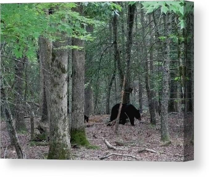 Kathy Long Canvas Print featuring the photograph Mother Bear and Cub in Woods by Kathy Long