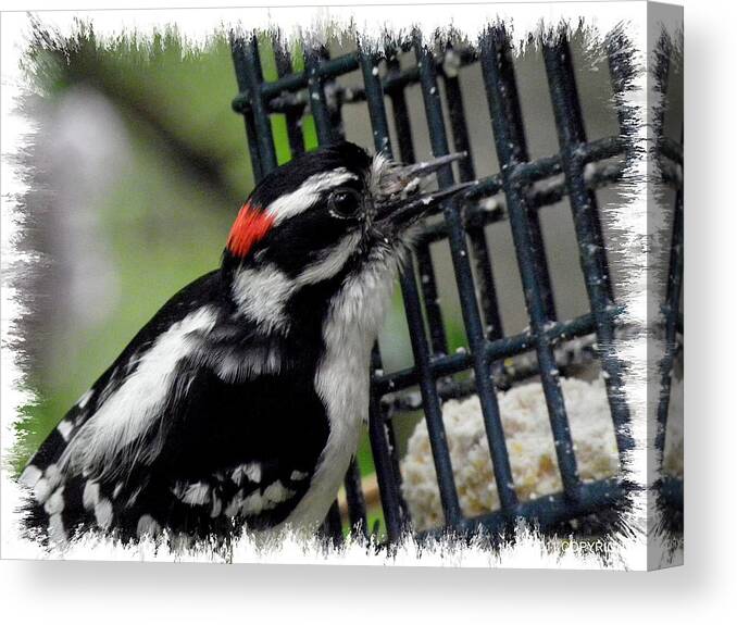 Downy Canvas Print featuring the photograph Mr Downy Woodpecker by Kim Galluzzo Wozniak