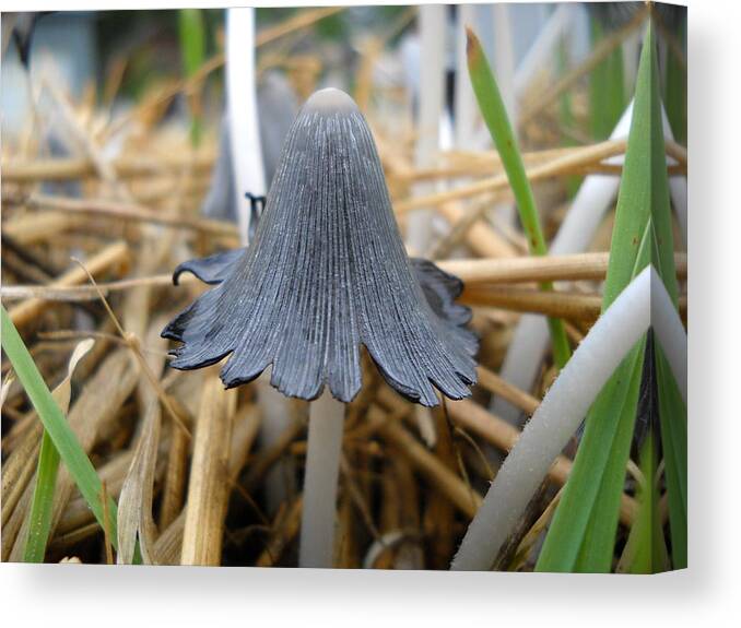 Mushroom Canvas Print featuring the photograph Mushroom Fairy Long Hair by Kent Lorentzen