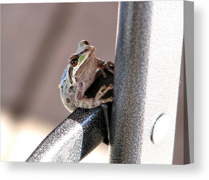 Frog Canvas Print featuring the photograph My New Friend by Rory Siegel