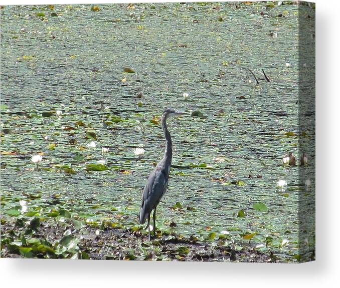 Nature. Marsh Canvas Print featuring the photograph Natural Elegance by Loretta Pokorny