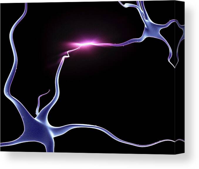 Association Canvas Print featuring the photograph Nerve Cells, Neurons Connected by Pasieka