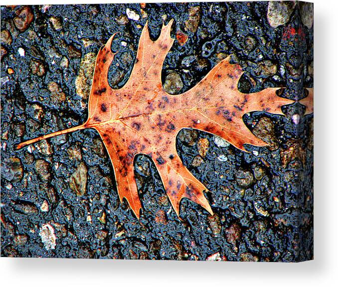 Oak Canvas Print featuring the photograph Oak Leaf In Fall by Carolyn Marshall