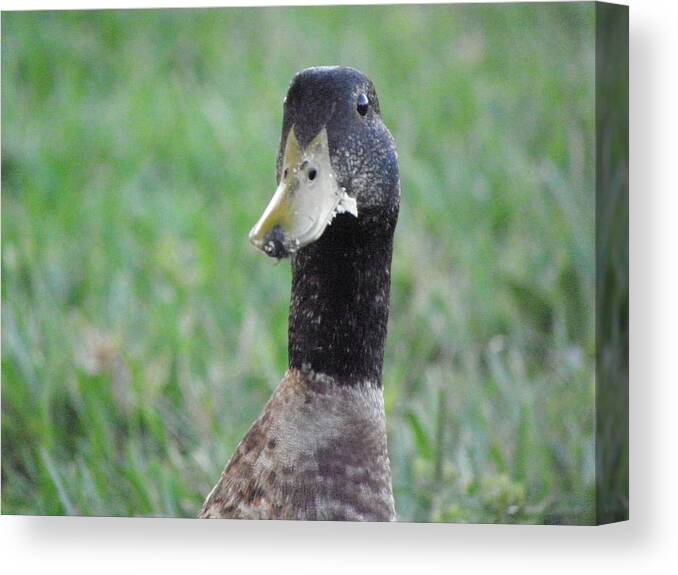 Duck Canvas Print featuring the photograph Oh no by Kim Galluzzo