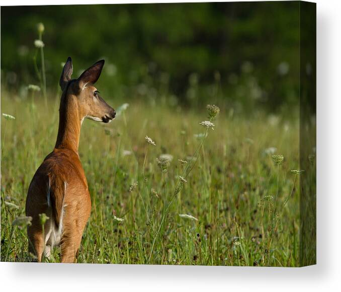 Deer Wildlife Doe Canvas Print featuring the photograph On Guard by Glenn Lawrence