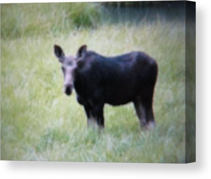 Cow In Yellowstone Canvas Print featuring the photograph one of Yellowstone's babies by Shawn Hughes