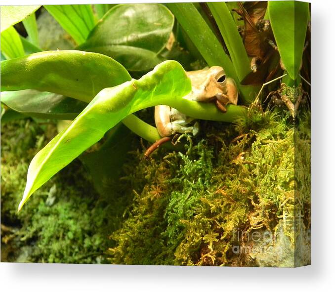 Frog Canvas Print featuring the photograph Orange Frog by Cat Rondeau
