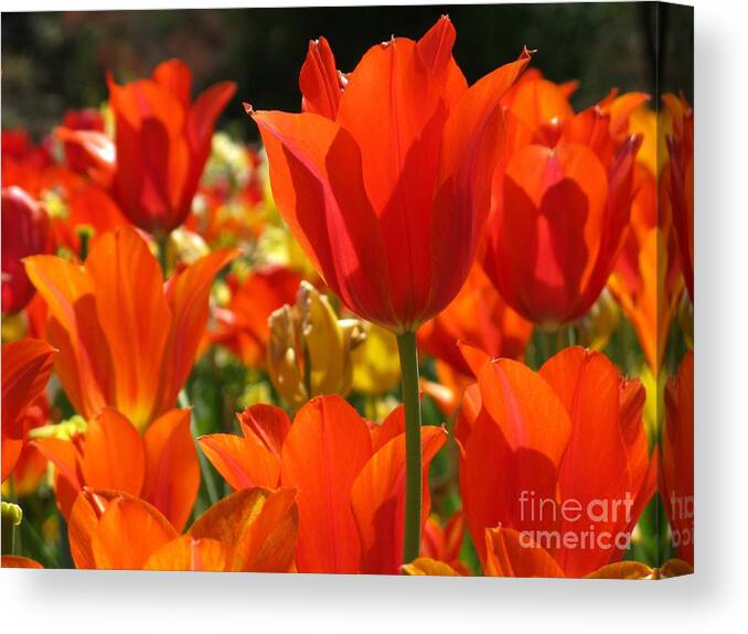 Flower Canvas Print featuring the photograph Orange Glow by Ashley M Conger