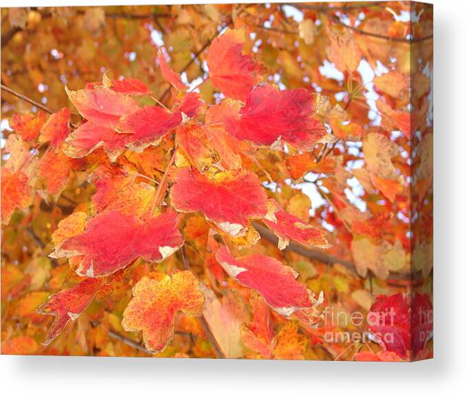  Canvas Print featuring the photograph Orange Leaves 2 by Rod Ismay