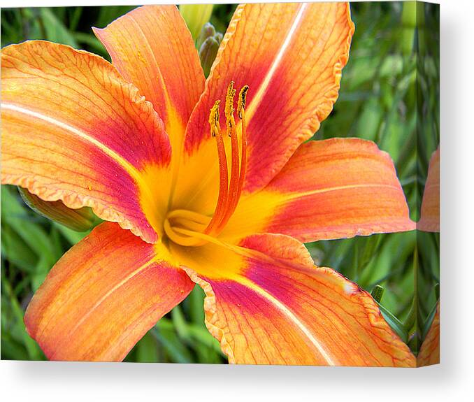  Canvas Print featuring the photograph Orange Lily by Mark J Seefeldt