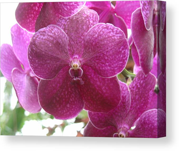 Orchid Canvas Print featuring the photograph Orchid Cluster by Charles and Melisa Morrison