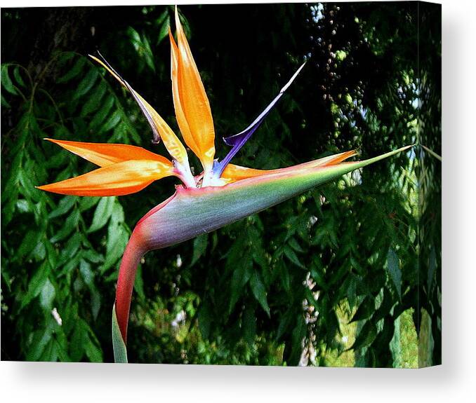 Bird Of Paradise Canvas Print featuring the photograph Paradise by Kathy Bassett