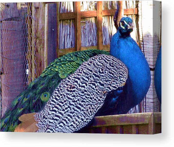 Peacock Canvas Print featuring the photograph Peacock Roosts by Vijay Sharon Govender