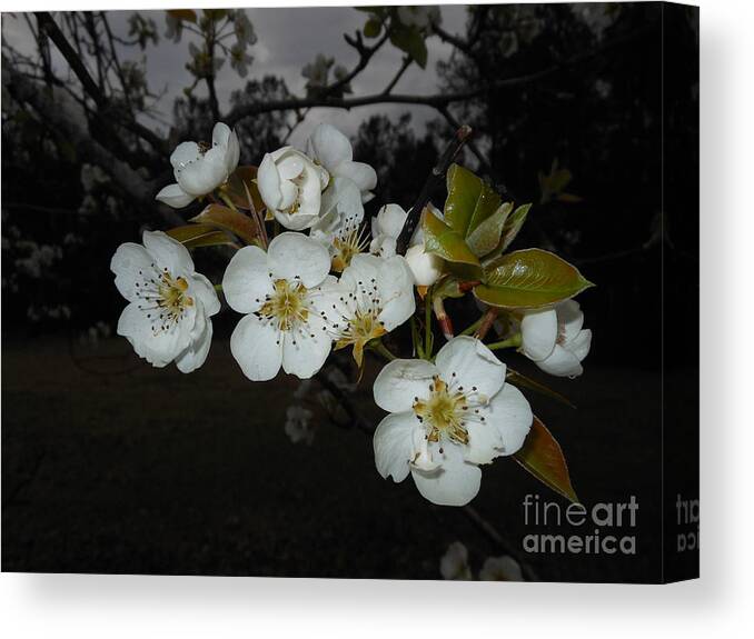 Flower Canvas Print featuring the photograph Pear Blooms by Donna Brown