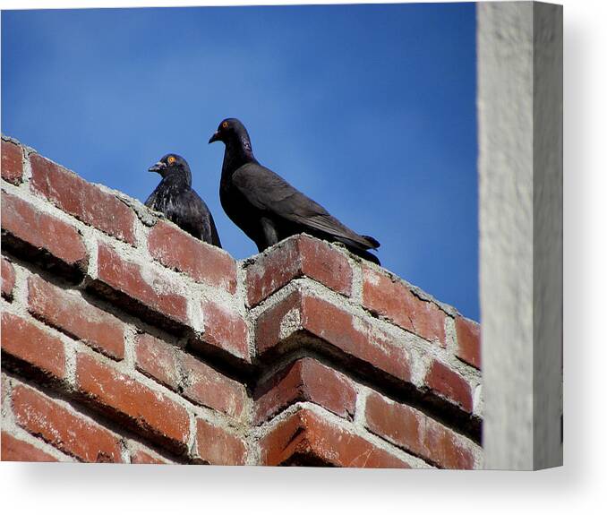 Pigeons Canvas Print featuring the photograph Pigeons on Bricks by Helaine Cummins
