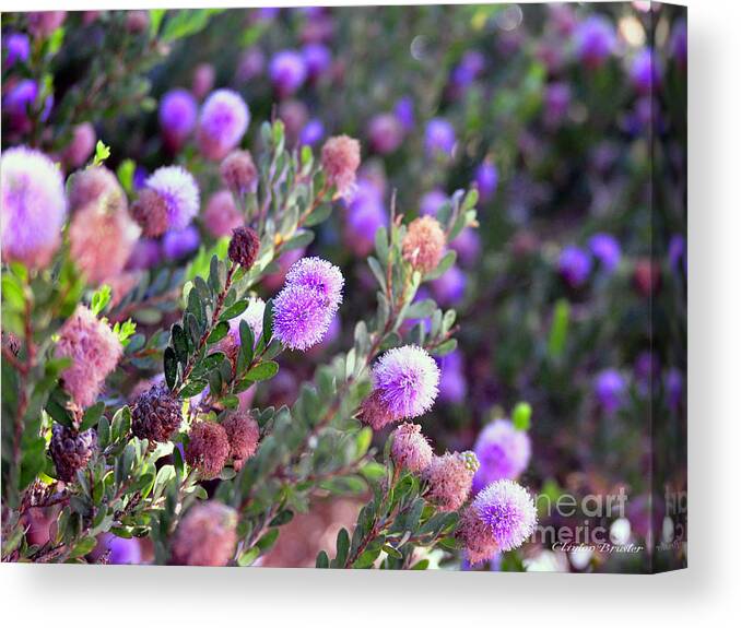 Clay Canvas Print featuring the photograph Pink Fuzzy Balls by Clayton Bruster