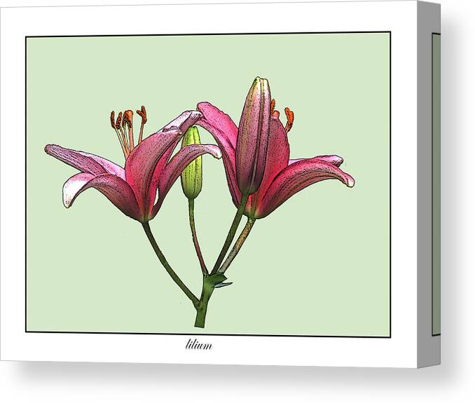 Flower Canvas Print featuring the photograph Pink Pixie Lily by Deborah Smith