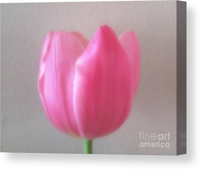 Artoffoxvox Canvas Print featuring the photograph Pink Tulip Soft Focus Photograph by Kristen Fox