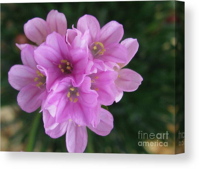 Flower Canvas Print featuring the photograph Playful by Holy Hands
