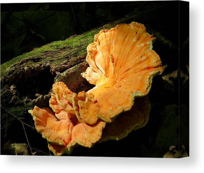 Fungus Canvas Print featuring the photograph Pockets and Shelves by Azthet Photography