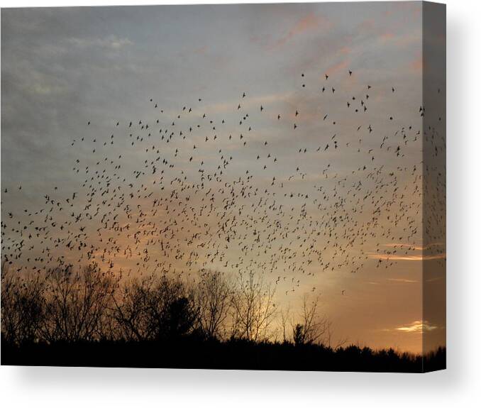 Black Birds Canvas Print featuring the photograph Poetic Swarms by Kim Galluzzo