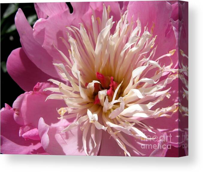Flower Canvas Print featuring the photograph Pomfret Peony by Lili Feinstein