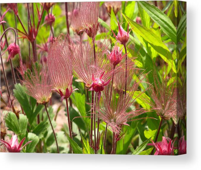 Seed Canvas Print featuring the photograph Prairie smoke by Alfred Ng