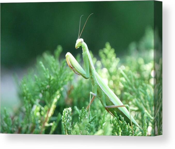 Praying Canvas Print featuring the photograph Praying Beauty by Tom Roderick