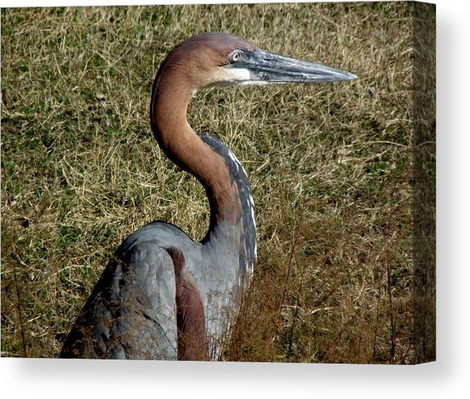 Crane Canvas Print featuring the photograph Prehistoric Features by Kim Galluzzo