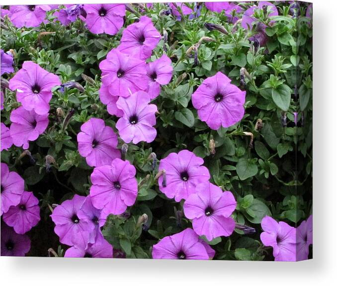 Purple Canvas Print featuring the photograph Purple Flowers by RobLew Photography