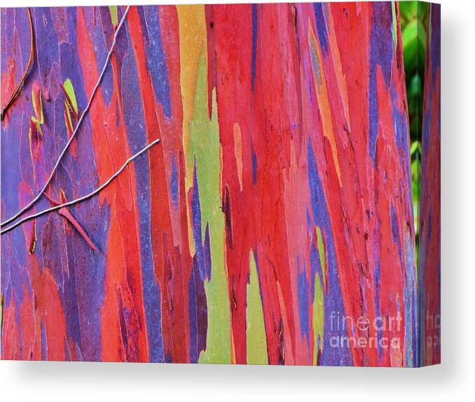 Eucalyptus Canvas Print featuring the photograph Rainbow of Eucalyptus Bark by Michele Penner