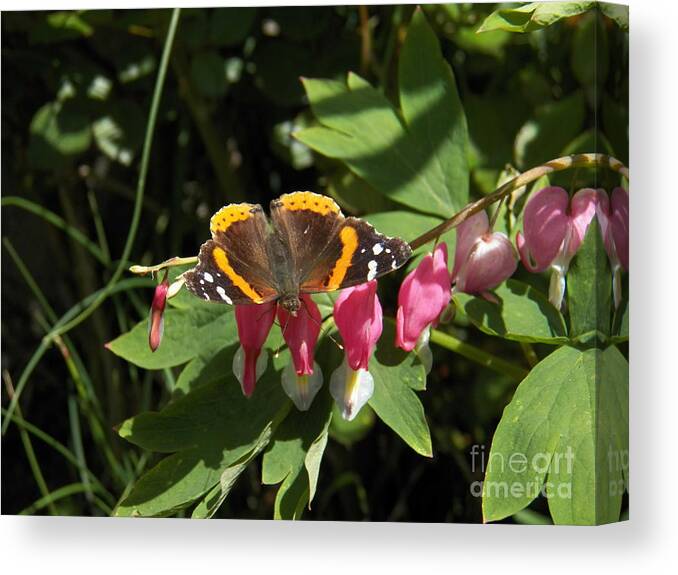 Red Admiral Butterfly And Bleeding Hearts Canvas Print featuring the photograph Red Admiral Butterfly and Bleeding Hearts by Judy Via-Wolff