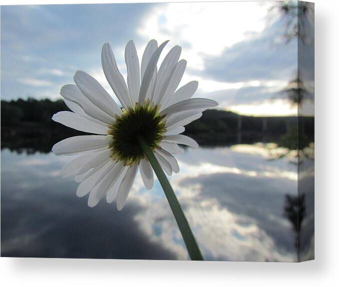 Flower Canvas Print featuring the photograph River Daisy by Ginger Adams