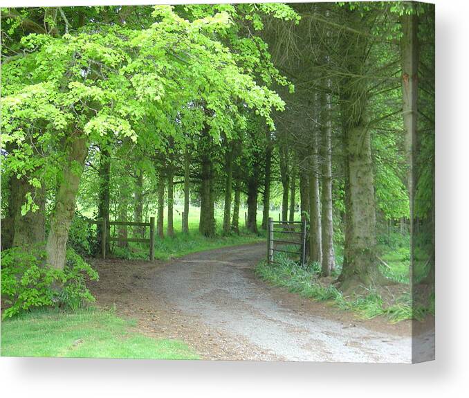 Woods Canvas Print featuring the photograph Road into the Woods by Charles and Melisa Morrison