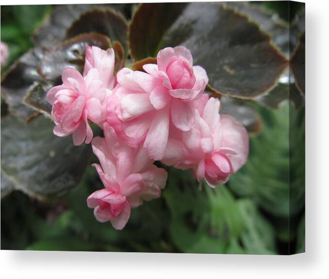 Flower Canvas Print featuring the photograph Rose Begonia by Alfred Ng