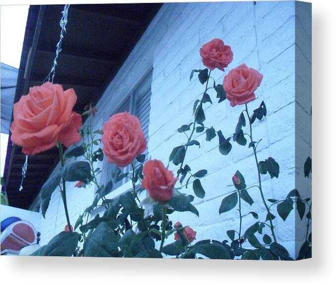 Roses Canvas Print featuring the photograph Roses by the Pool by Kip Vidrine