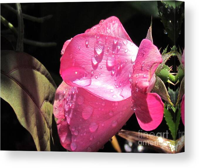 Pink Rose Canvas Print featuring the photograph Rosy Morning by Sandra Presley