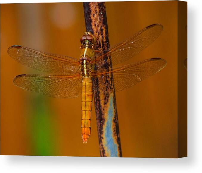 Dragonfly Canvas Print featuring the photograph Rusted Hope by Toma Caul