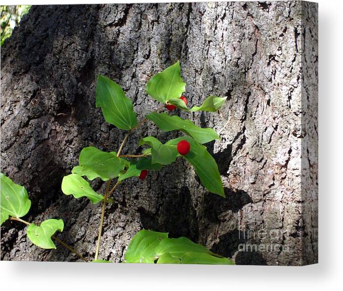 Plants Canvas Print featuring the photograph Safe Haven by Jim Sauchyn