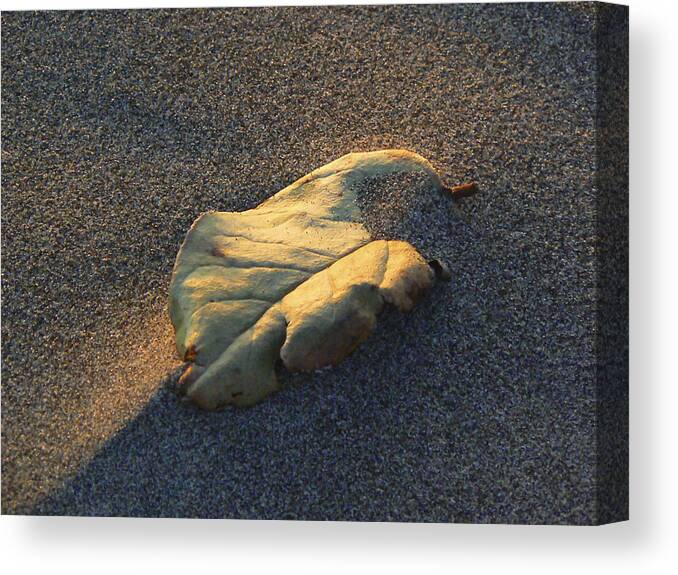 Beach Canvas Print featuring the photograph Sand Trapped by Pamela Patch
