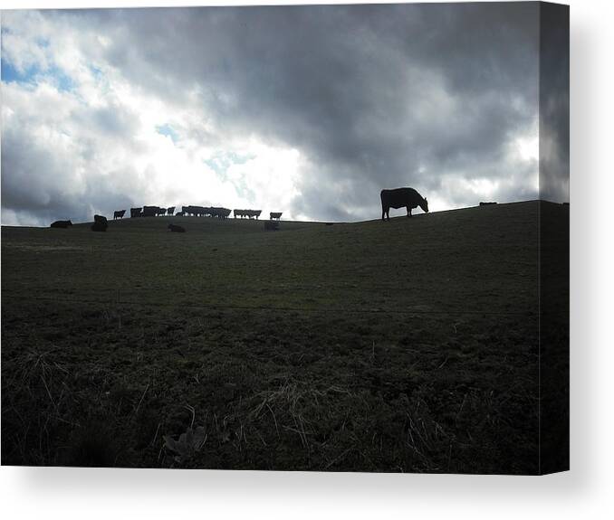 Cows Canvas Print featuring the photograph Sauvie Island by Kelly Manning