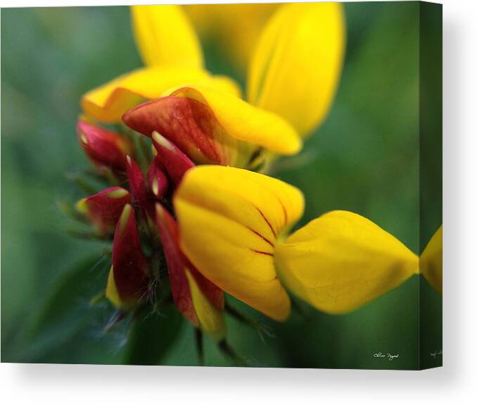 Macro Canvas Print featuring the photograph Scotch Broom by Chriss Pagani