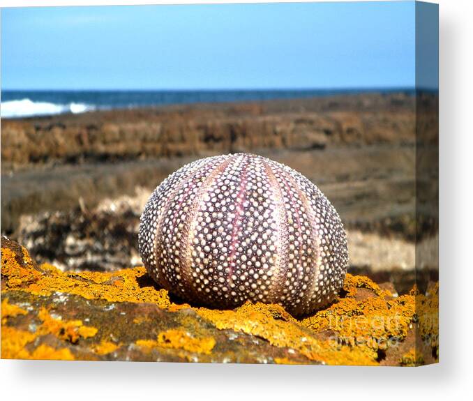 Nature Canvas Print featuring the photograph Sea Urchin Dunbar by Yvonne Johnstone