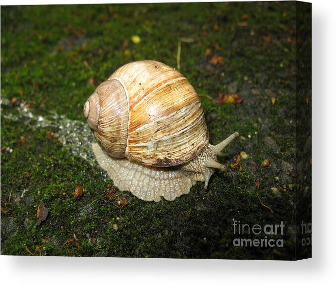 Snail Canvas Print featuring the photograph Snail crossing the path 01 by Ausra Huntington nee Paulauskaite
