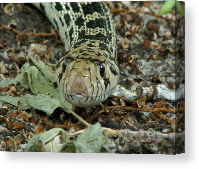 Snake Canvas Print featuring the photograph Snake by Wayne Toutaint