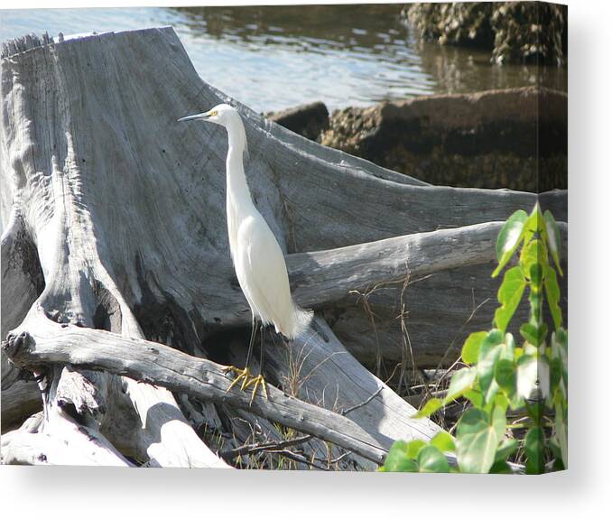 Snowy Canvas Print featuring the photograph Snowy Egret by Laurel Best