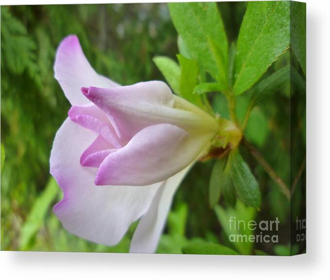 Pink Canvas Print featuring the photograph Soft Pink Azalea by Renee Trenholm