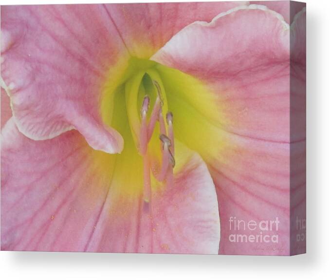 Kathie Mccurdy Canvas Print featuring the photograph Soft Pink Day Lily by Kathie McCurdy