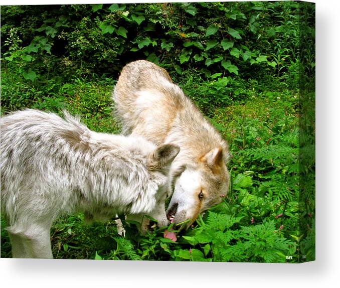 Sorry Wolf Pup Canvas Print featuring the photograph Sorry Wolf Pup by Debra   Vatalaro